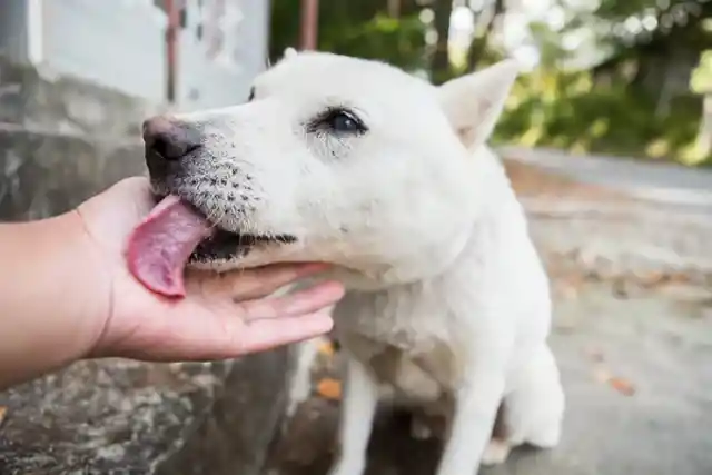 Why do dogs lick you?
