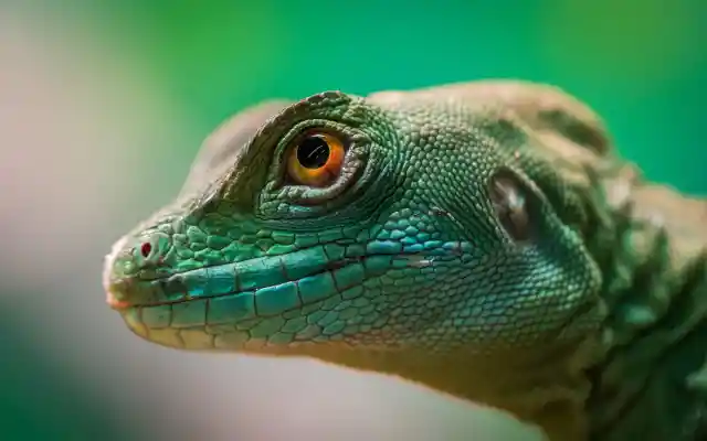 Reptilian pets can carry salmonella