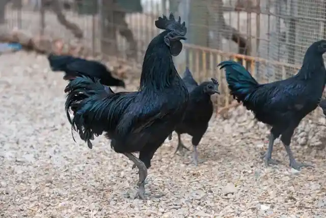 Ayam Cemani Black Chicken - $2,500