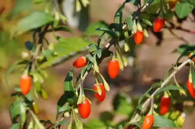 Traditional Chinese medicine uses goji berries to improve vision
