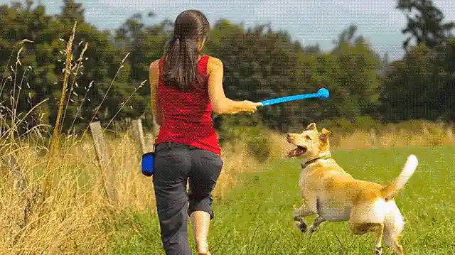 Buy a dog ball thrower