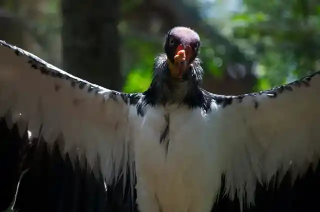 Californian condor