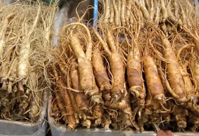Korean red ginseng is believed to improve mental function