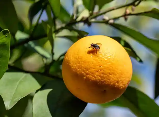 How to get rid of fruit flies?