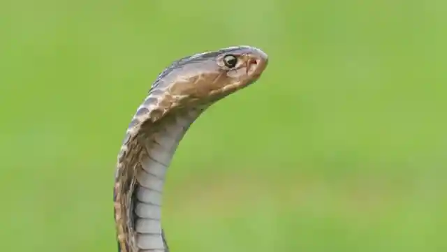 You should never suck venom out of a snake bite