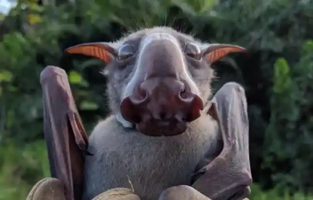 Hammer-headed bat
