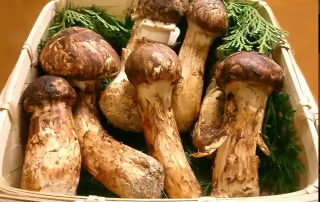 Matsutake mushrooms - $2,000