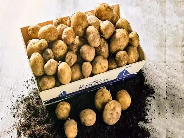 La Bonnotte potatoes - $550