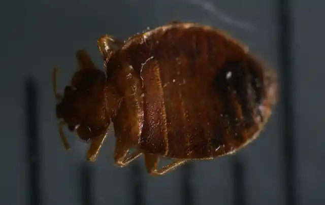 They can bring bedbugs into your home