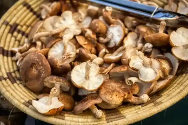 Shiitake mushrooms are used to boost the immune system