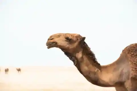 Camel noises were used in the film's sound effects
