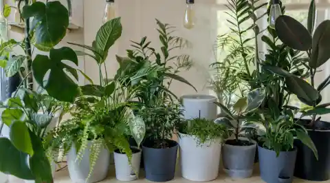 Too many indoor plants