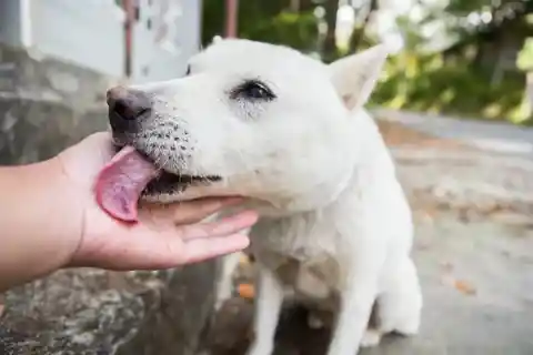 Why do dogs lick you?