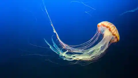 You shouldn’t pee on a jellyfish sting