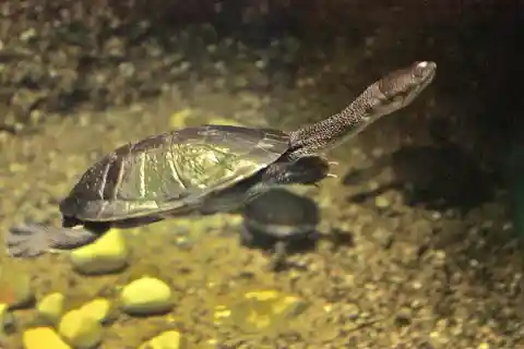 Snake necked turtle
