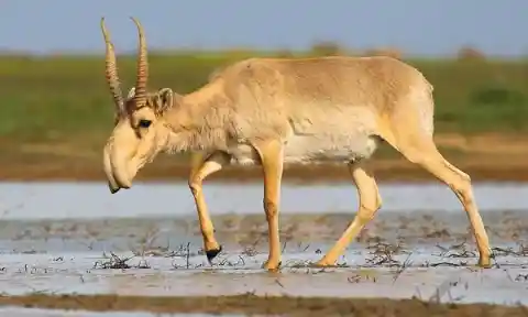 Saiga antelope 