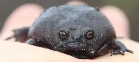Black rain frog