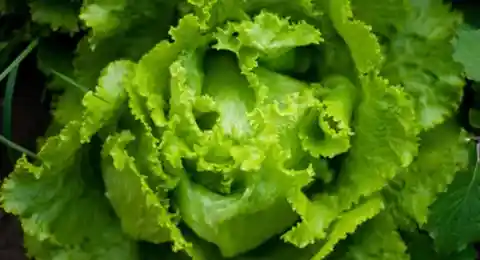 Keep salad leaves greener for longer