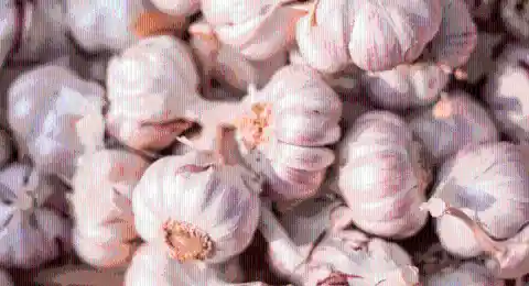 Eat plenty of garlic