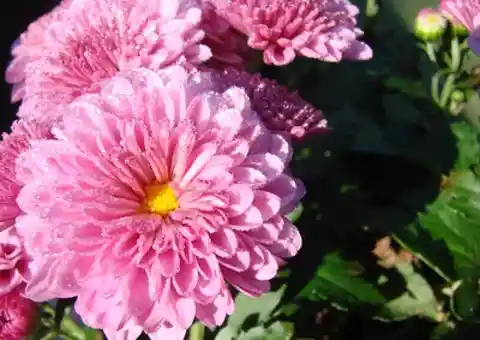 Chinese medicine uses chrysanthemum flowers to improve eye health