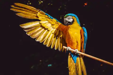 Birds are prone to carry parrot fever