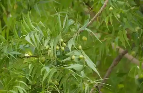 Indian Ayurveda uses neem leaves for their antibacterial properties