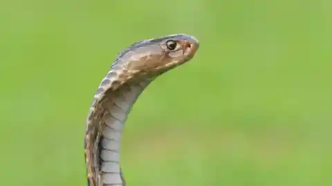 You should never suck venom out of a snake bite