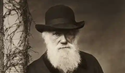 Armadillo - Charles Darwin